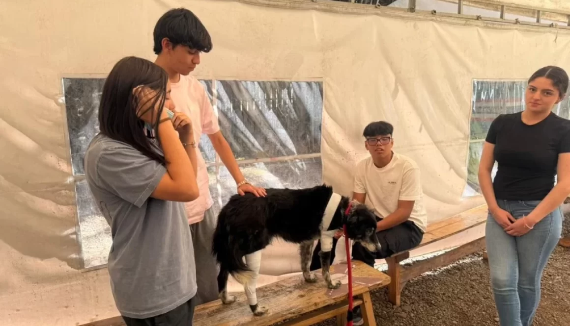 Aprender a cuidar: una jornada de primeros auxilios en mascotas que transforma el aprendizaje